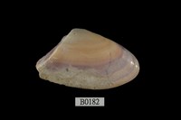 藏品(斧蛤)的圖片